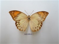 藏品(橙端粉蝶)的圖片